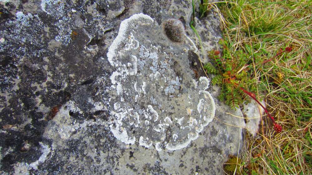 Flechten