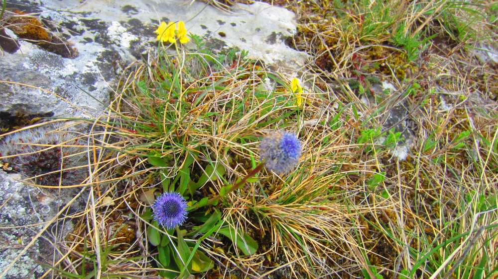 Kugelblume