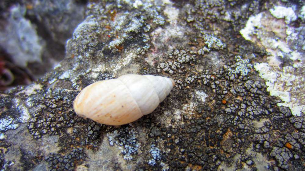 Schnecke