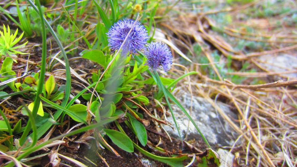 Kugelblume