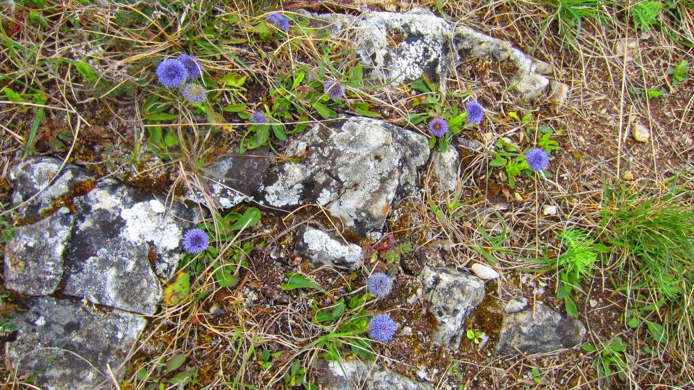 Kugelblume