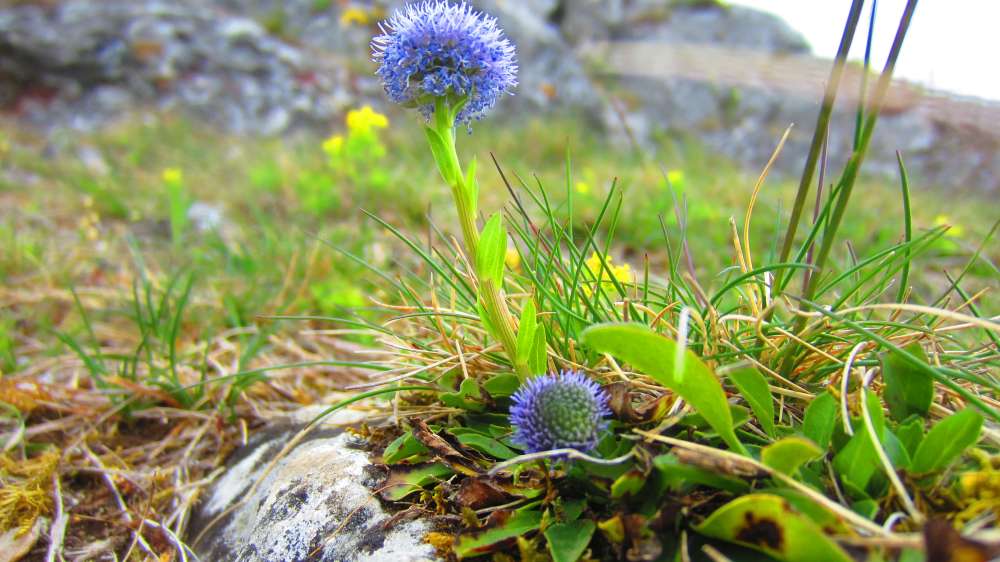 Kugelblume
