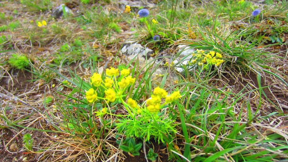Kugelblume
