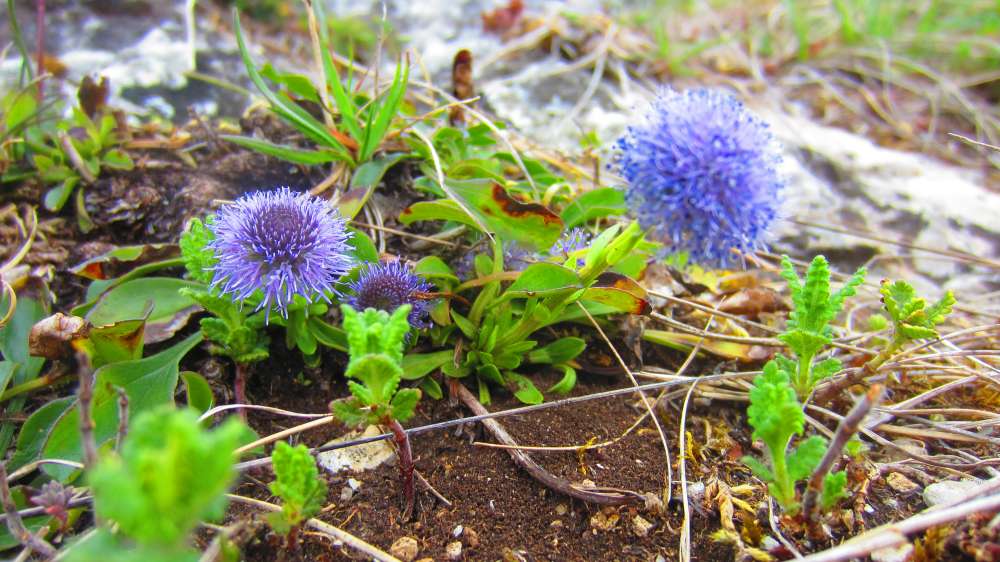 Kugelblume