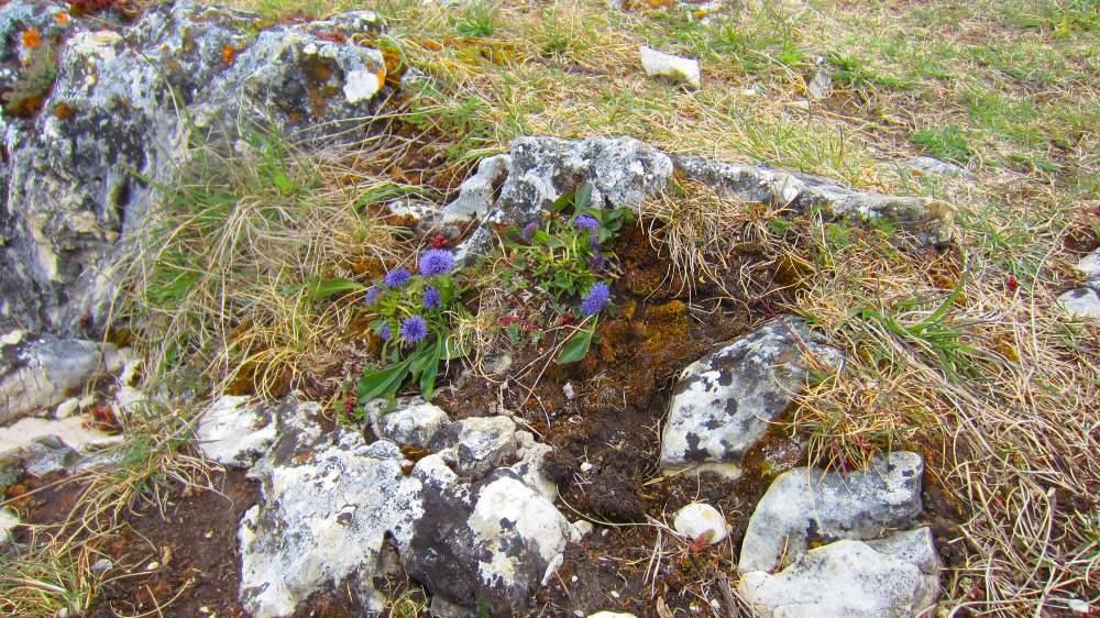 Kugelblume