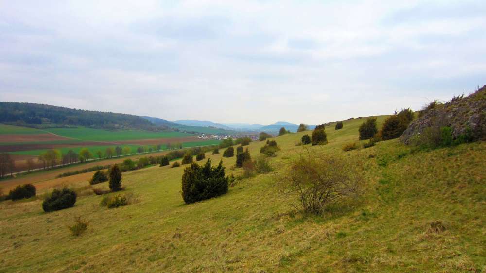 Wacholderheide