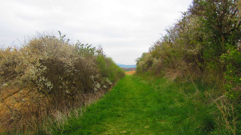Hohlweg
