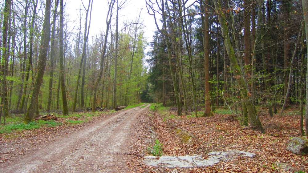 Waldweg