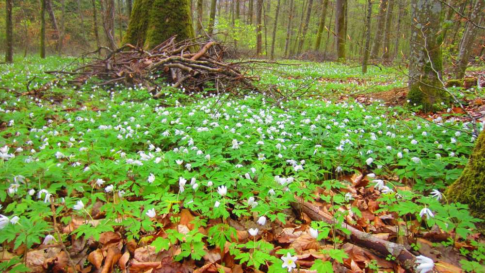 Buschwindroeschen