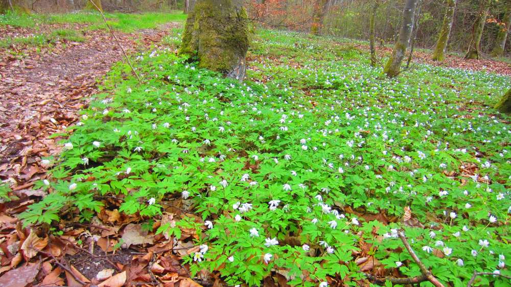 Buschwindroeschen
