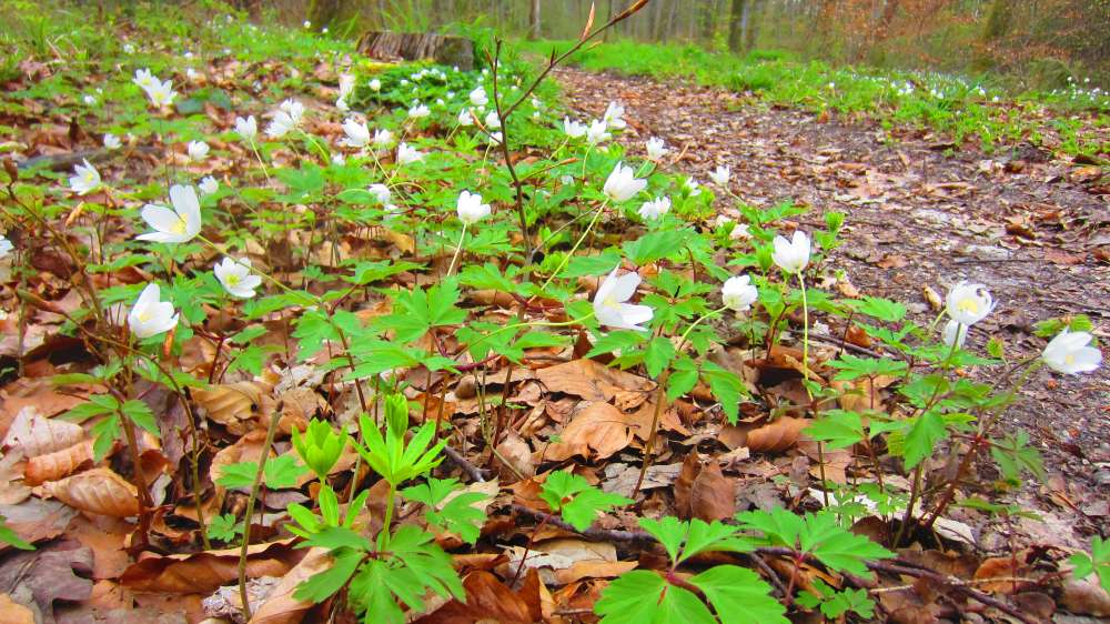 Buschwindroeschen