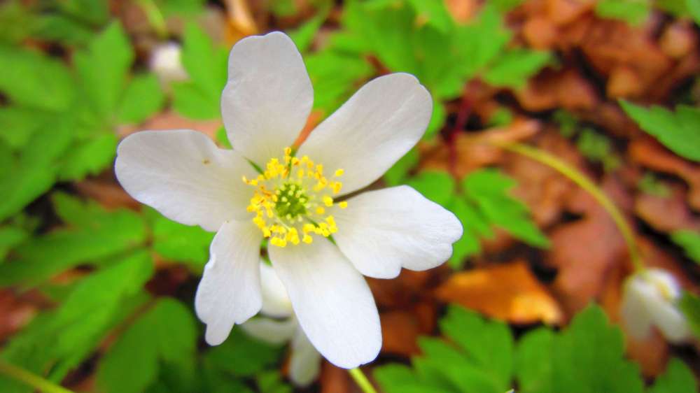 Buschwindroeschen