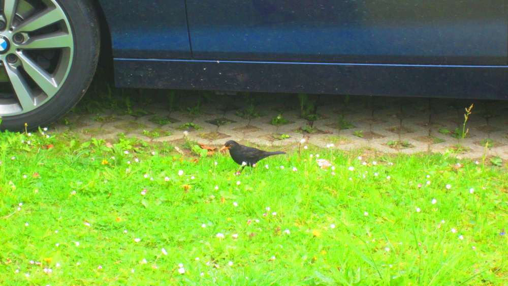 Amsel