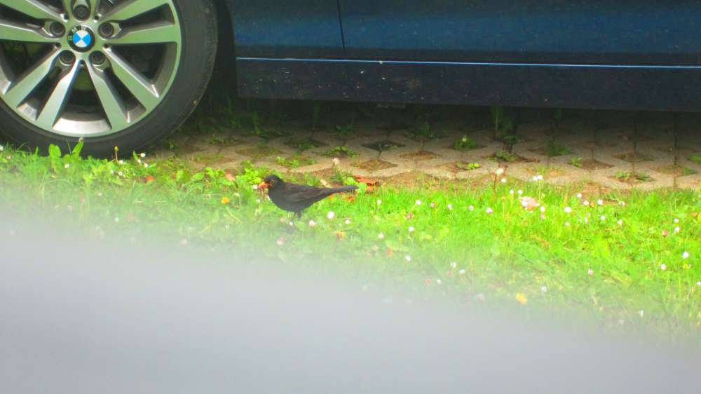 Amsel