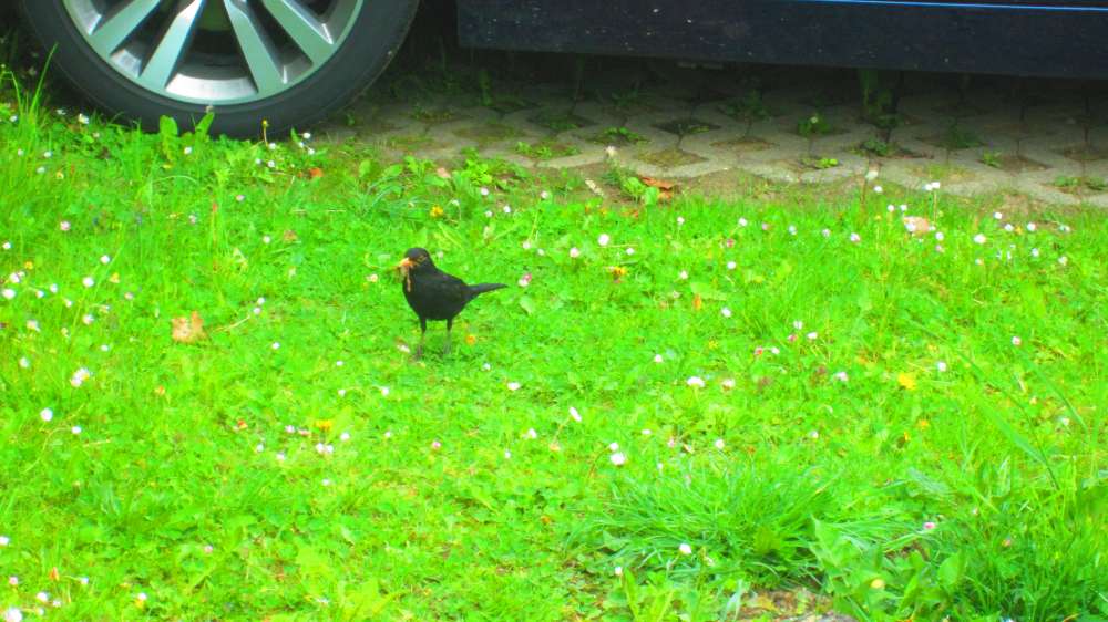 Amsel