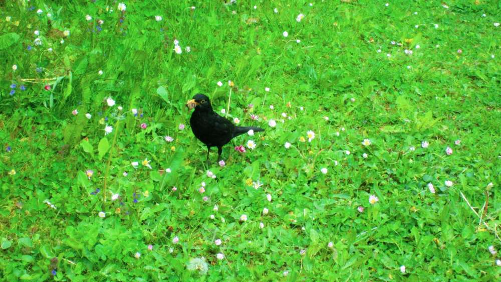 Amsel