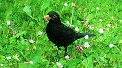 Amsel