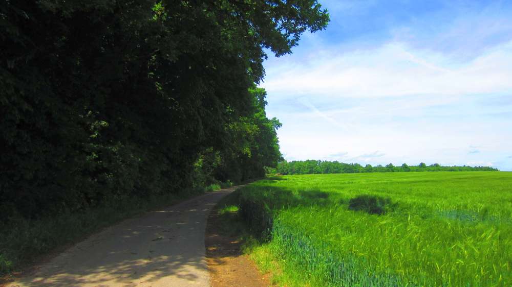 Waldrand
