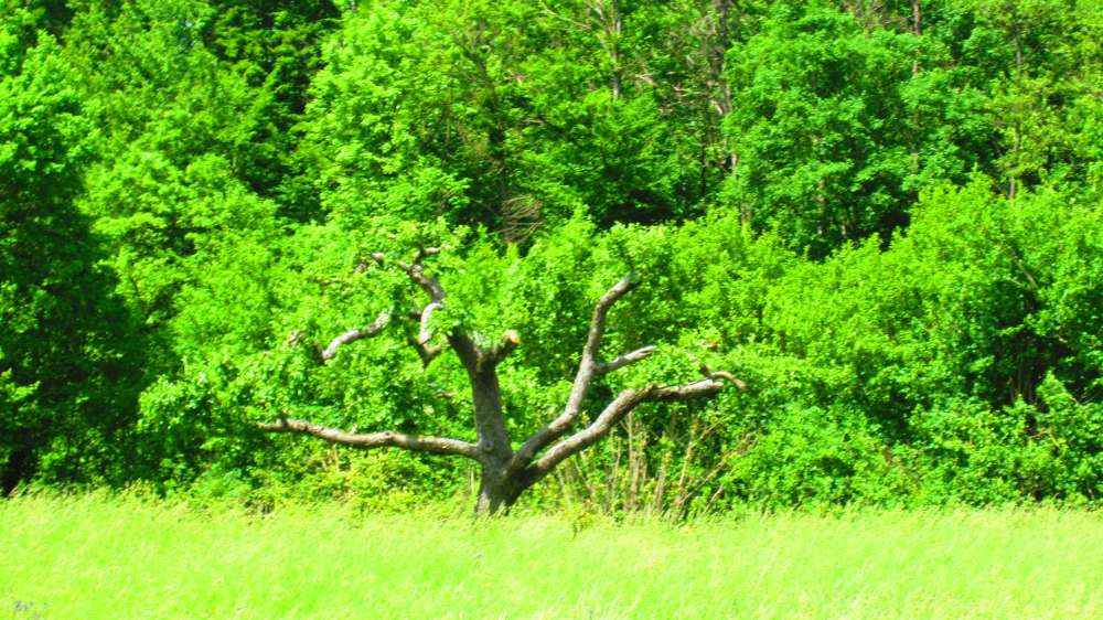 Baum