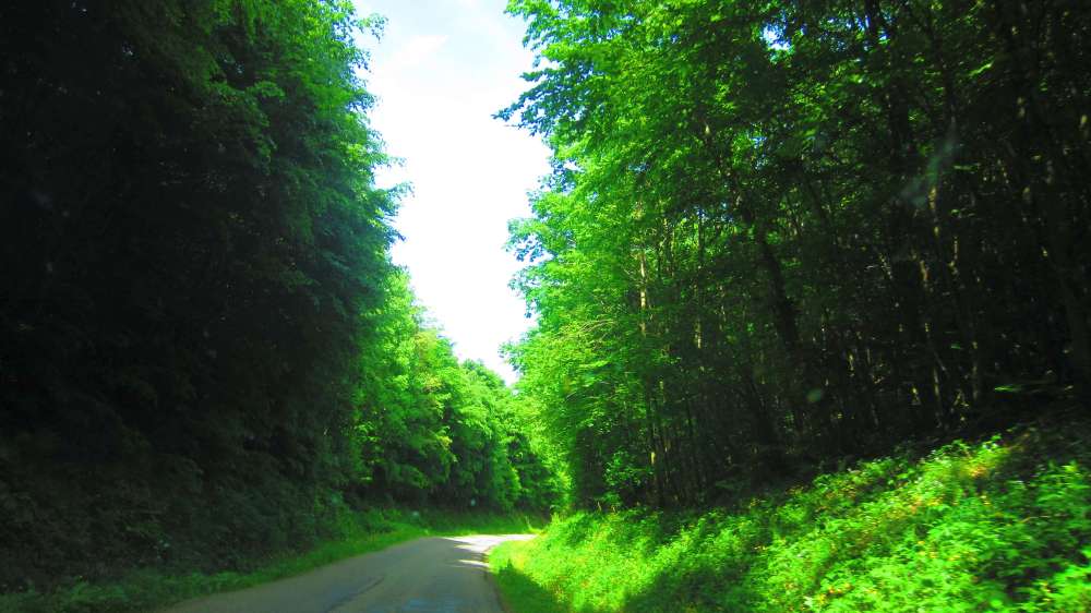 Waldweg