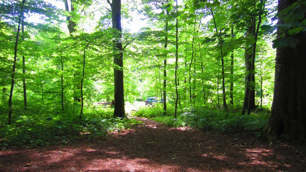 Waldweg