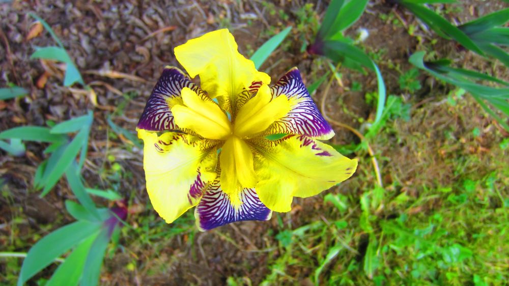 Iris_gelb