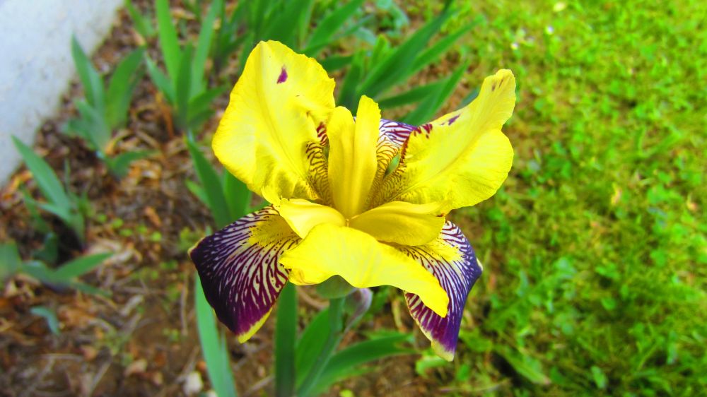 Iris_gelb