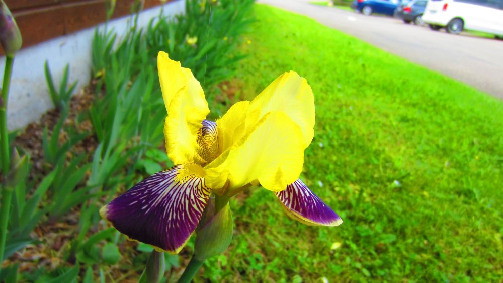 Iris_gelb