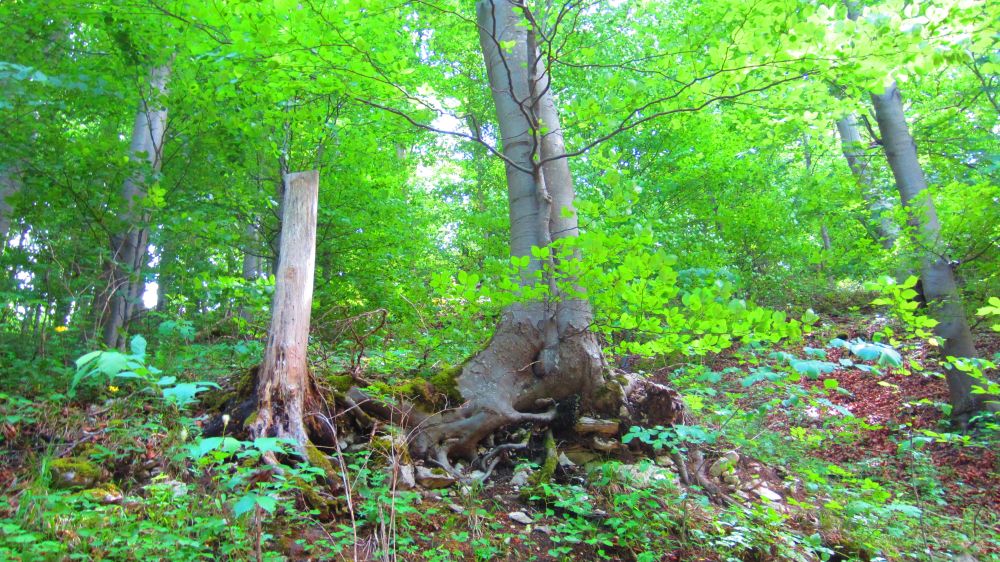 Wald