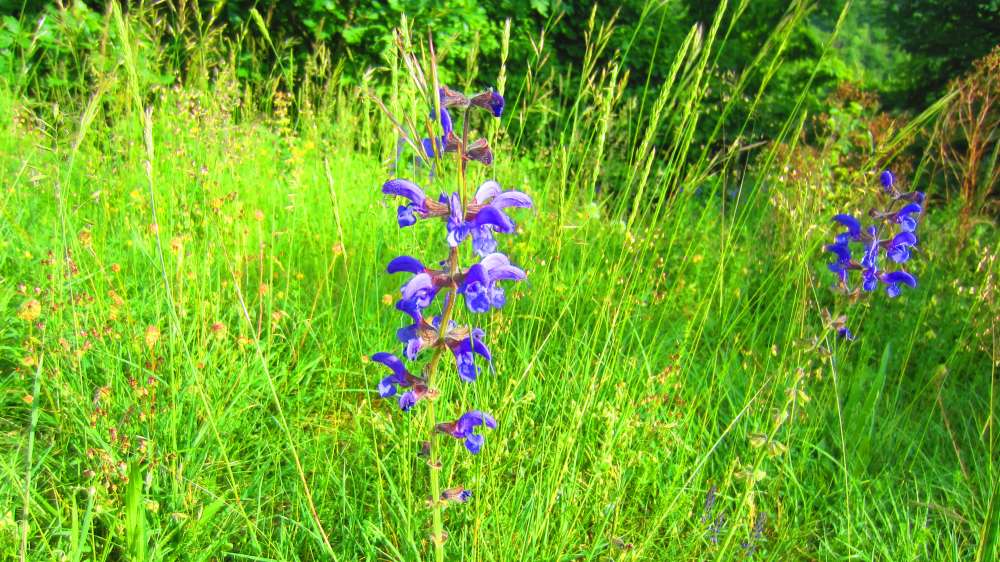 Wiesensalbei