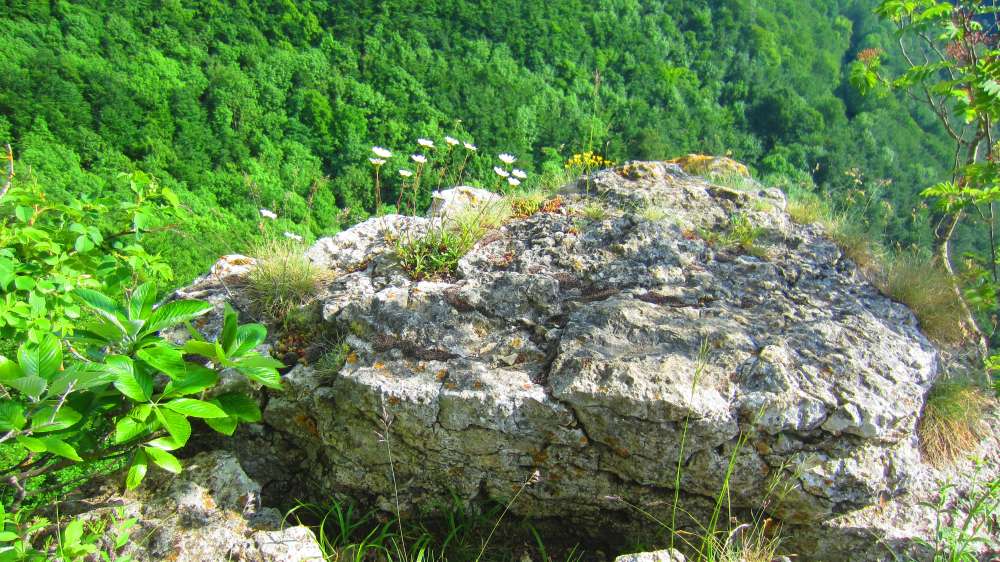 Margerite
