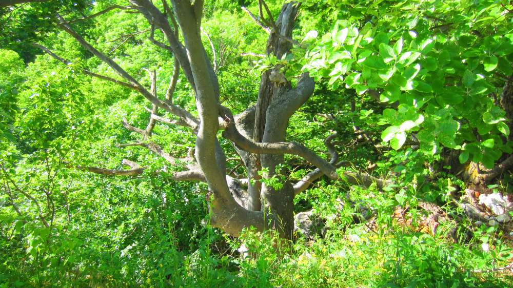 Baum