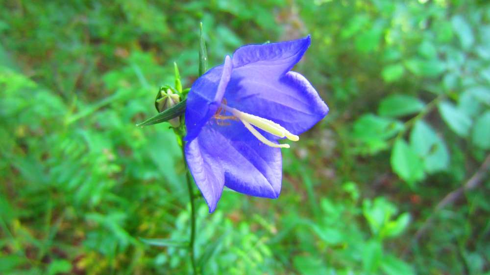 Glockenblume