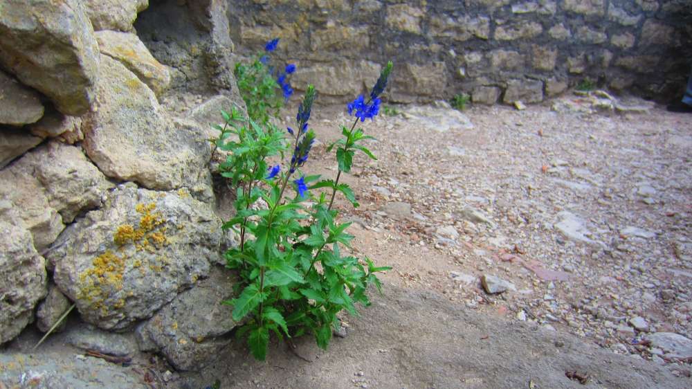 Maennertreu