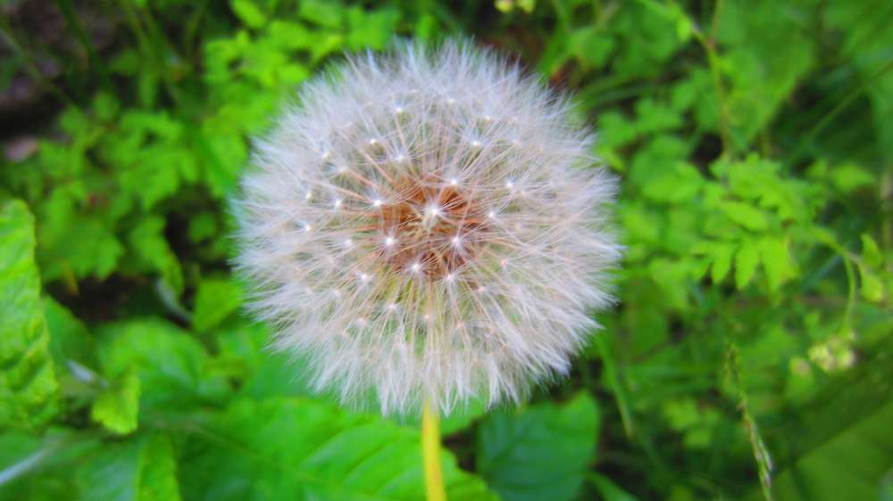 Pusteblume