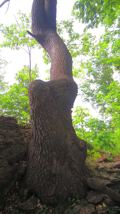 Baum