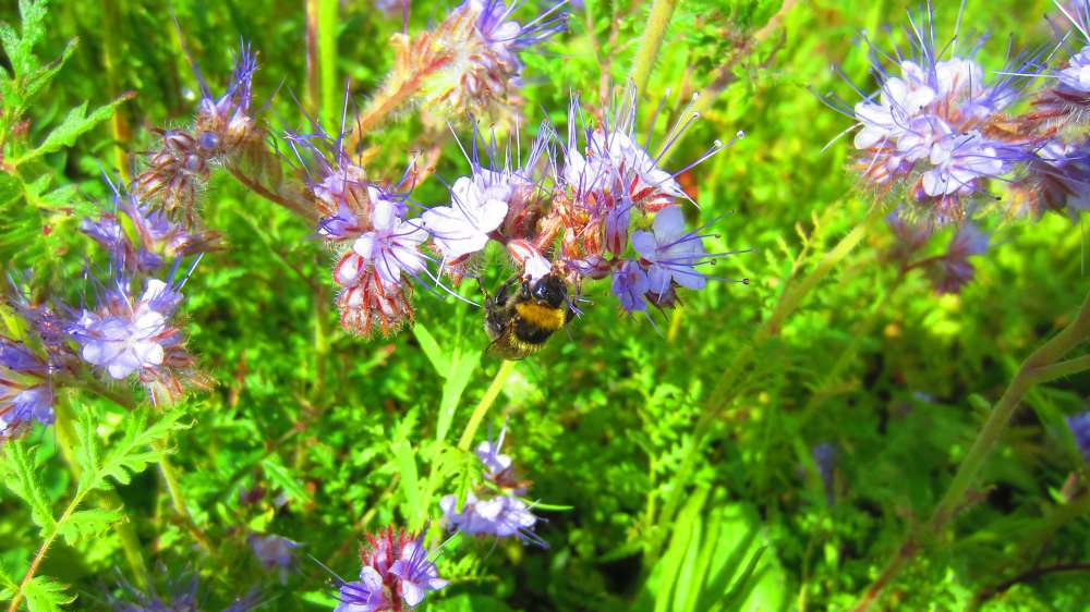 Bienenweide