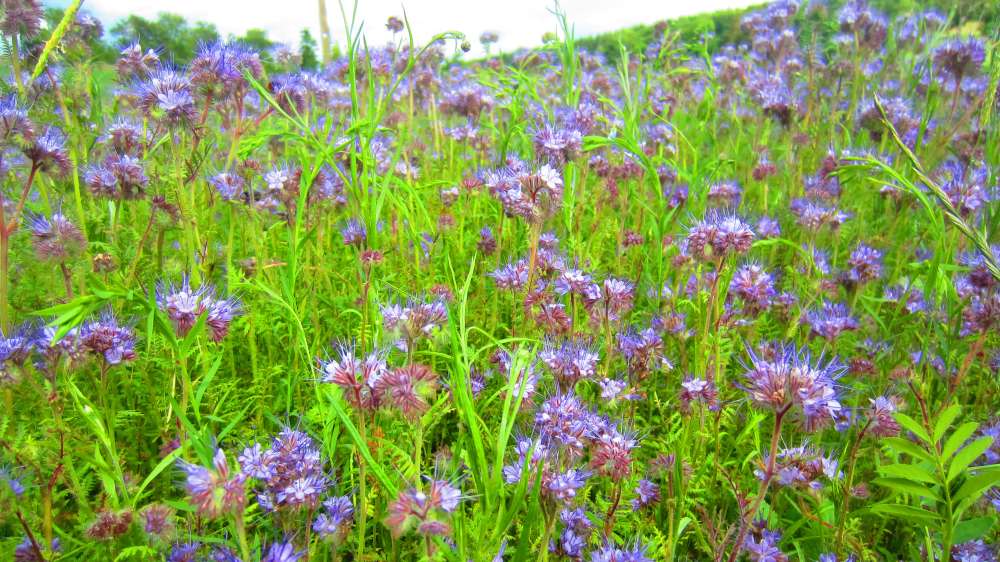 Bienenweide