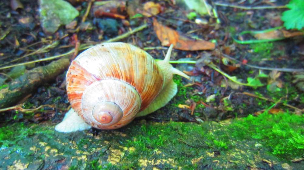 Schnecke