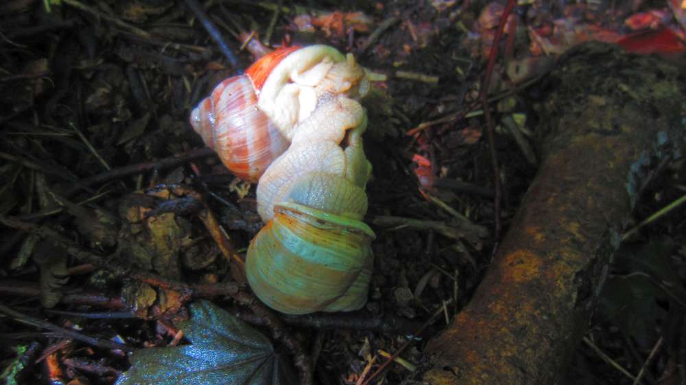 Schneckenpaarung