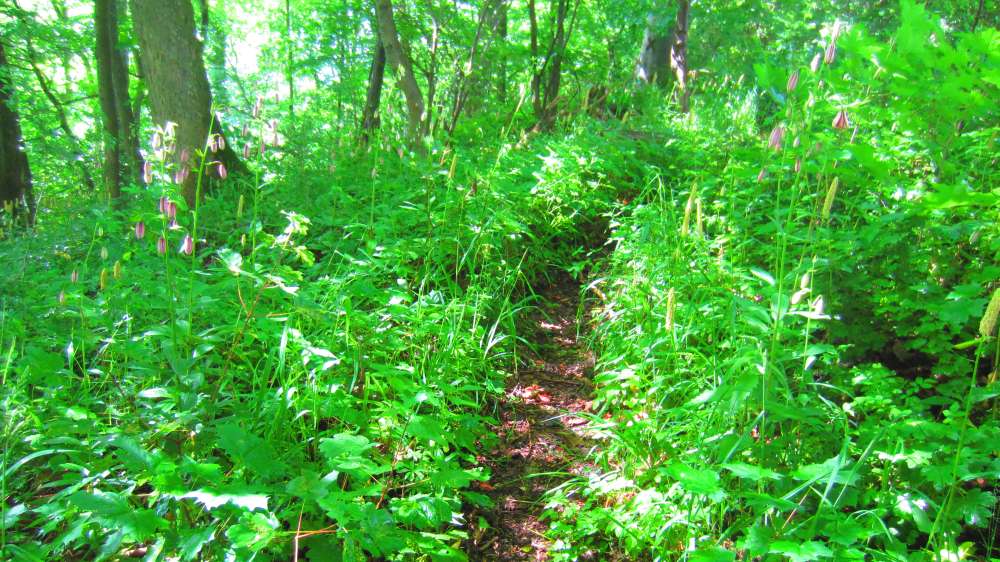 Waldweg
