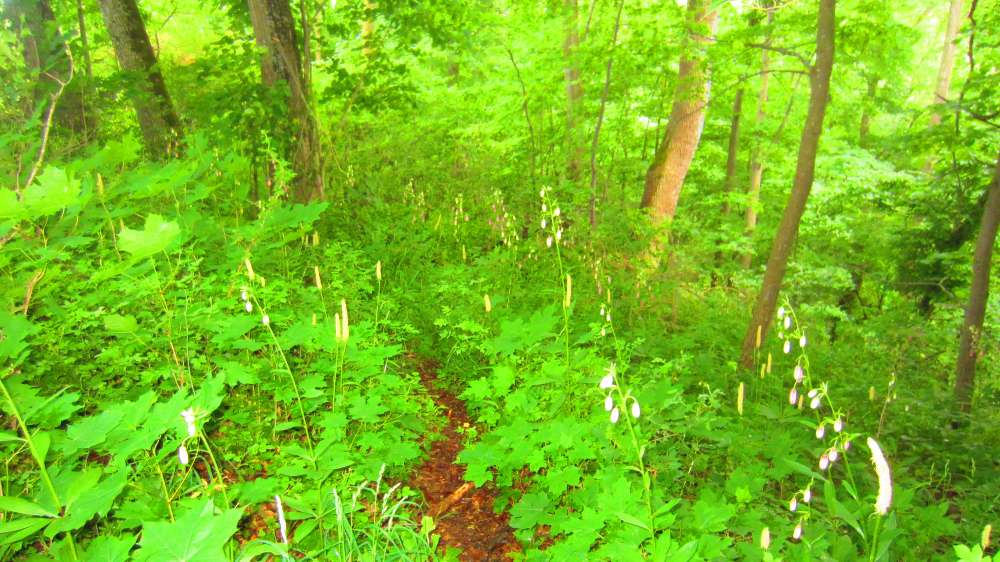 Wald