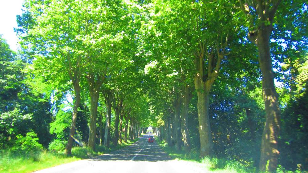 Allee