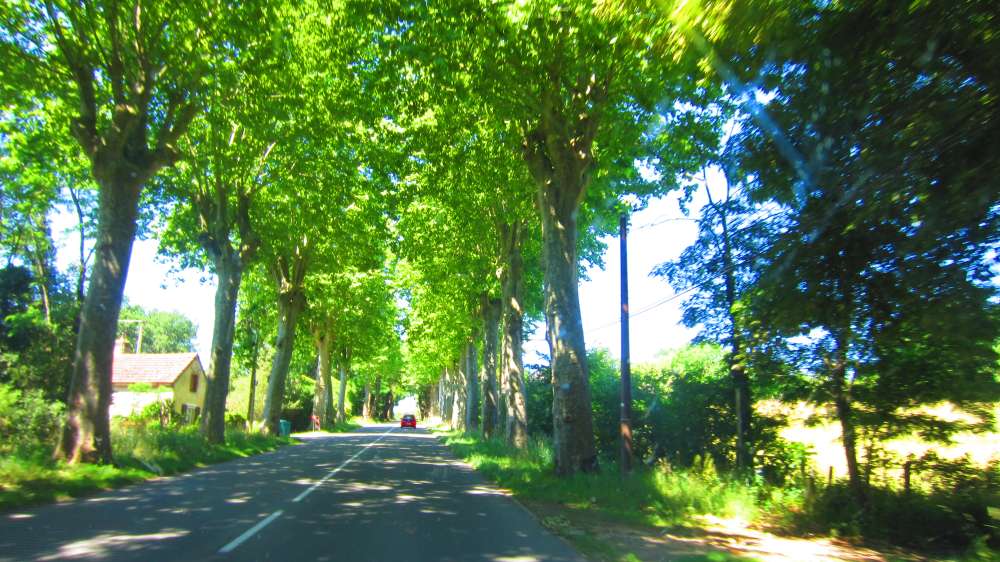 Allee