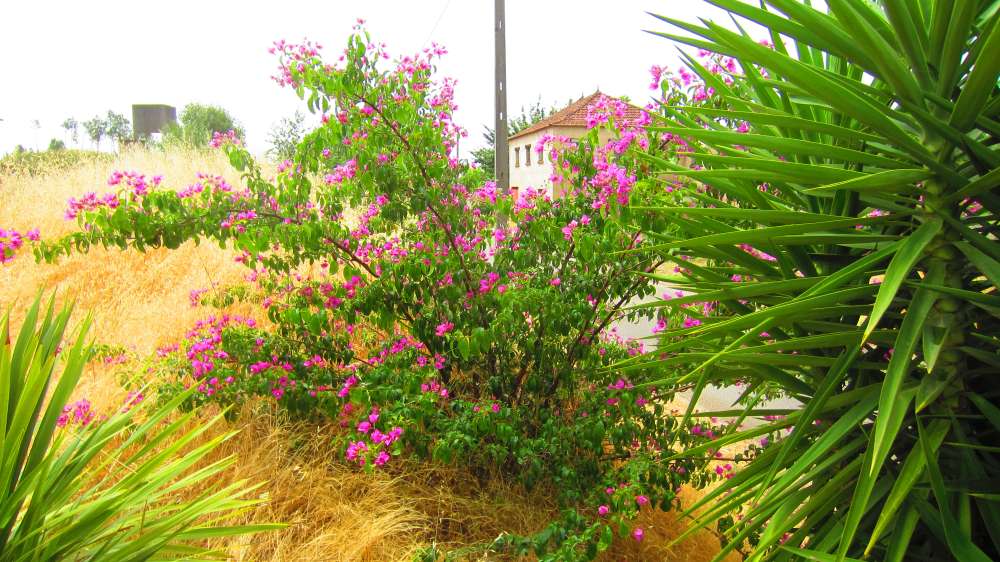 Bougainvillea