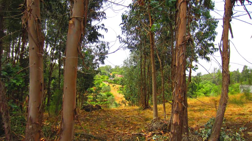 Figueiros