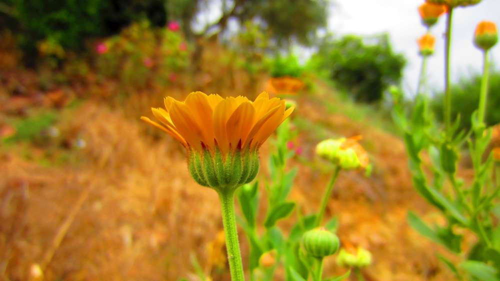Ringelblume