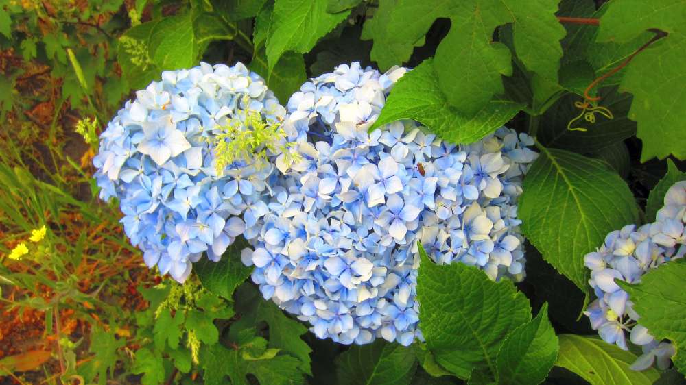 Hortensie
