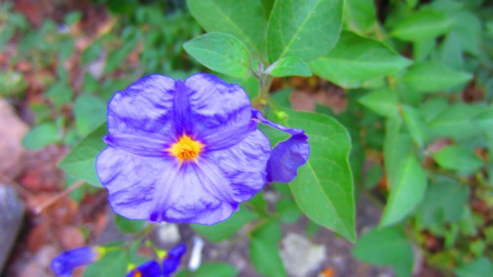 Bluete