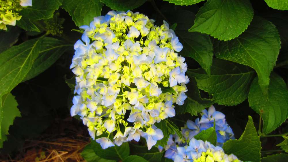 Hortensie